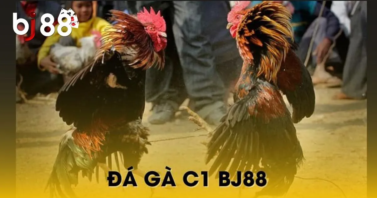 Sức Hấp Dẫn Đá Gà BJ88 Và Cẩm Nang Tham Gia Cho Tân Binh 2 Sức hấp dẫn của đá gà BJ88 đẳng cấp hàng đầu
