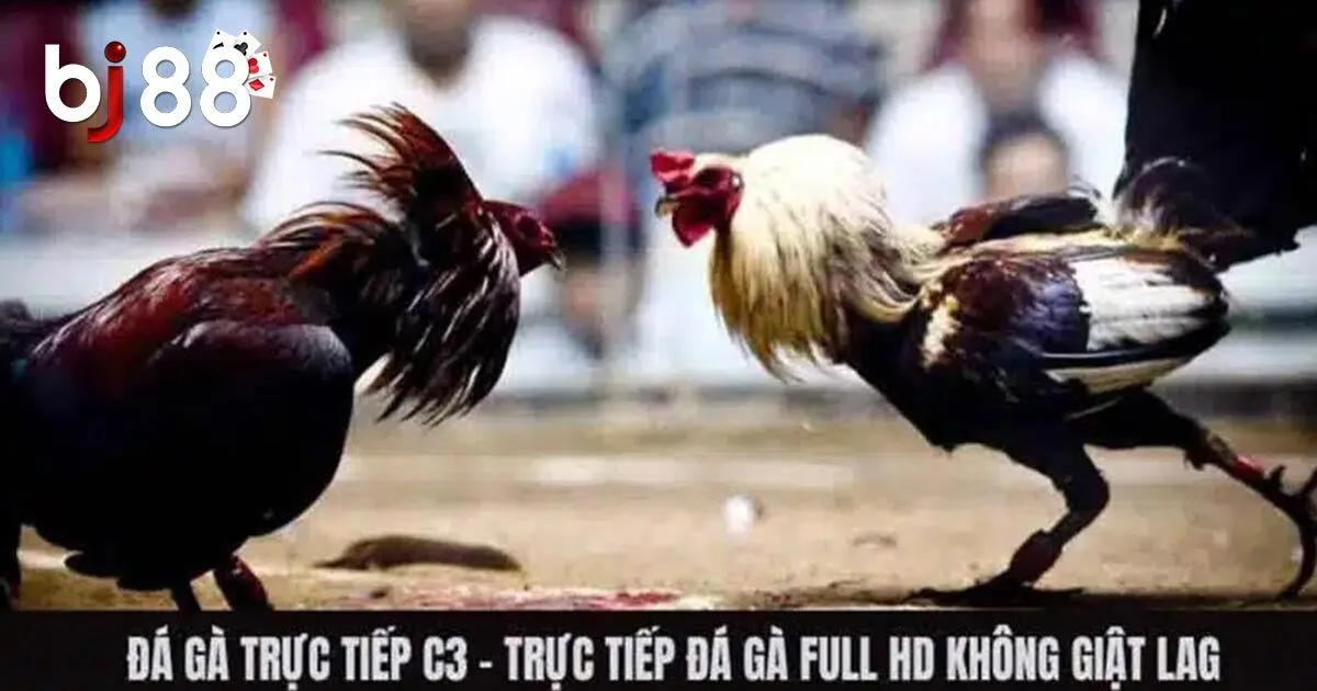 Về đ&aacute; g&agrave; trực tiếp